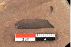 Foto (Detailansicht) von Pinus oceanines Unger (NHMW-GEO-2024-0188-0295)